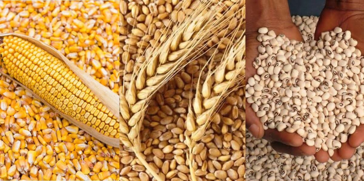 Maize, Wheat, cowpea