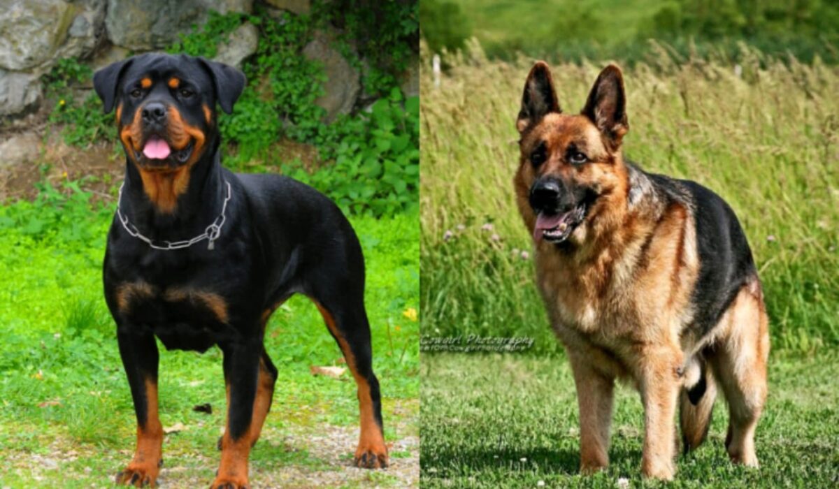 Rottweiler and Alsatian