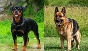 Rottweiler and Alsatian