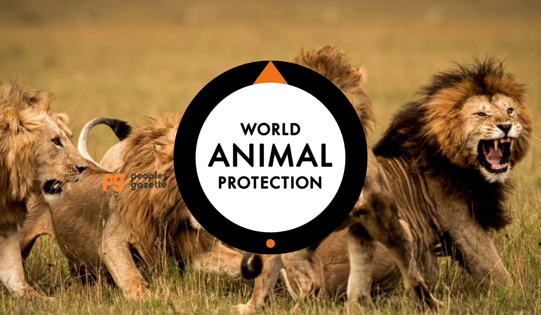 World Animal Protection and Lions