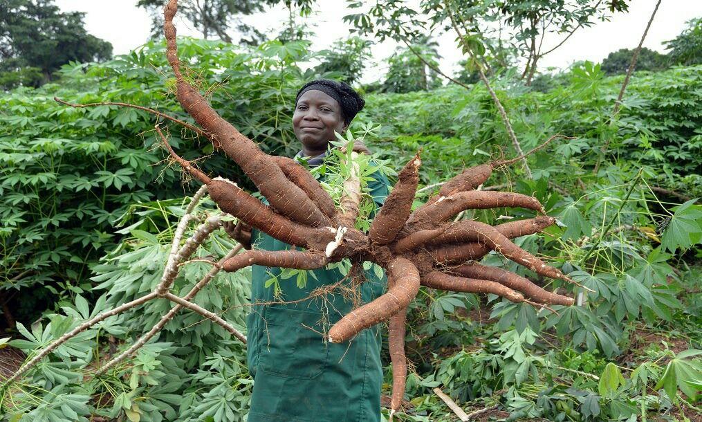 cassava farmer