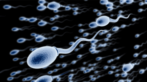 Sperm cells