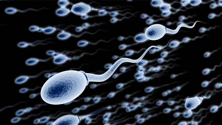 Sperm cells