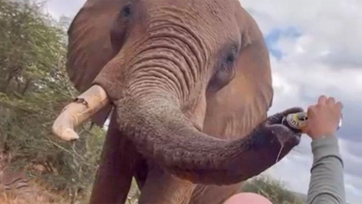 Spanish tourist caught feeding elephant with beer