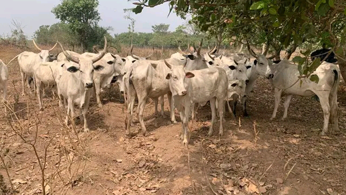 Stolen cows worth N6.25 million