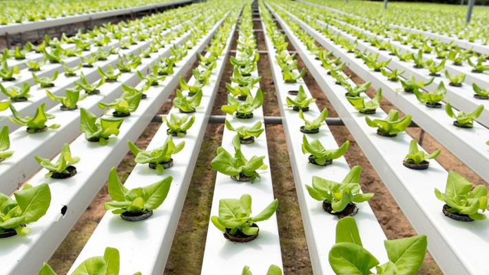 Hydroponic farming