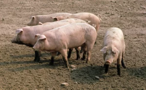 Local pigs