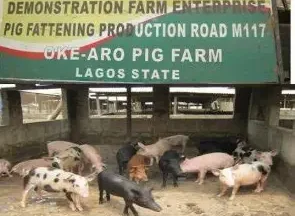 Oke Aro pig farm