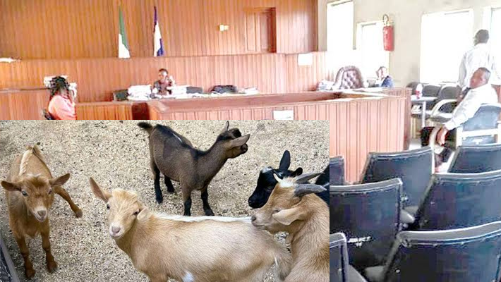 Five goats and courtroom