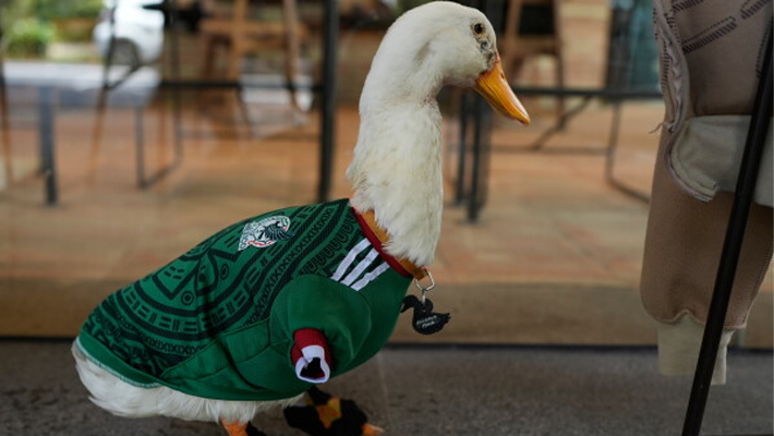 Merlin the duck