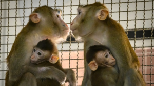 lab monkeys