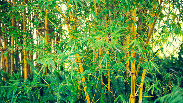 Bamboo