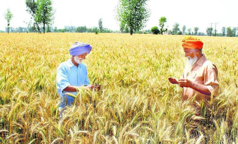 Punjab farmers