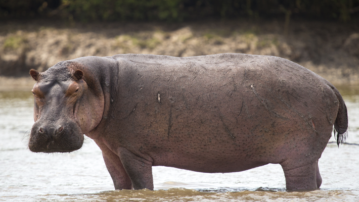 hippopotamuses