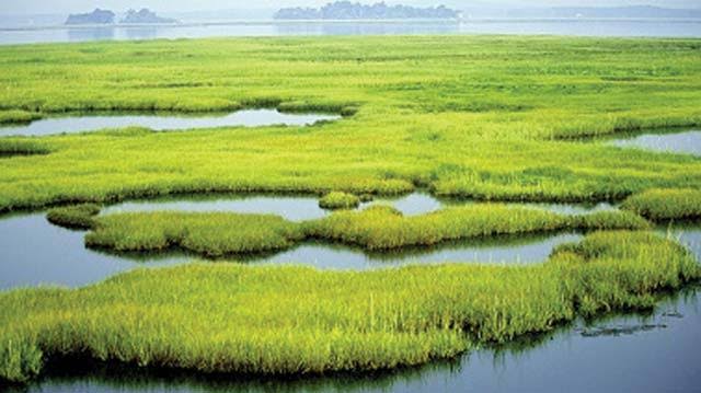 FG partners World Bank to remediate drylands, wetlands