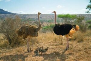 Ostriches in South Africa