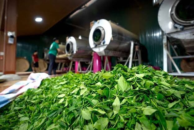 Tea industry