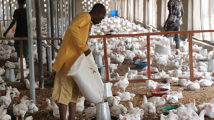 Poultry farmers