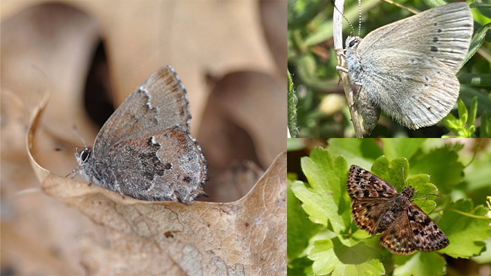Mottled Duskywing, the Frosted Elfin and the Hairstreak