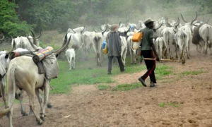 Cattle breeders