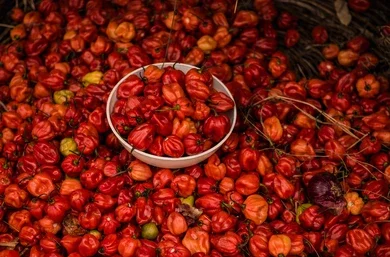 Pepper displayed in market
