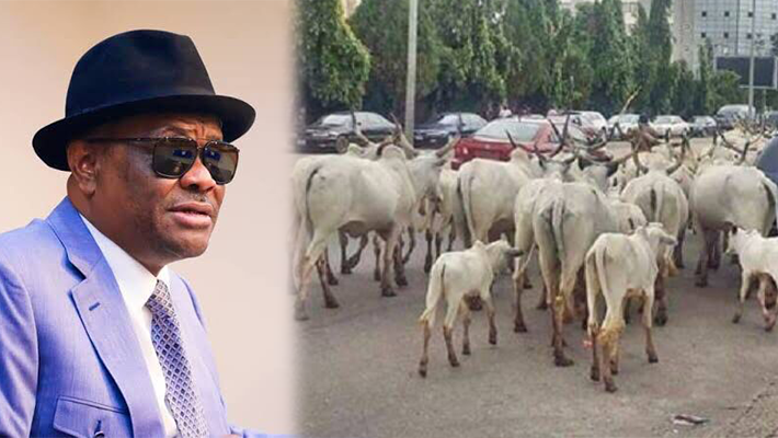 Wike and Cows in Abuja