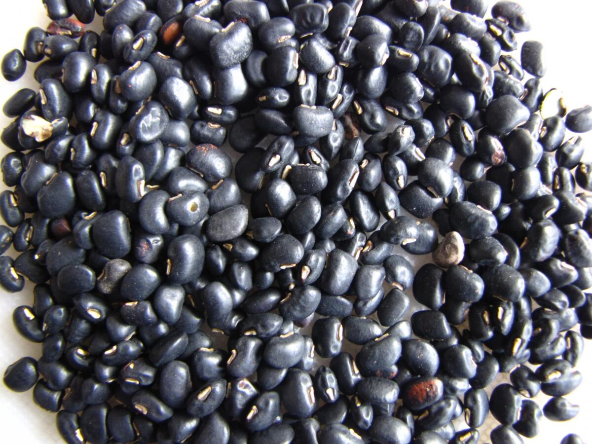 Cowpea seeds