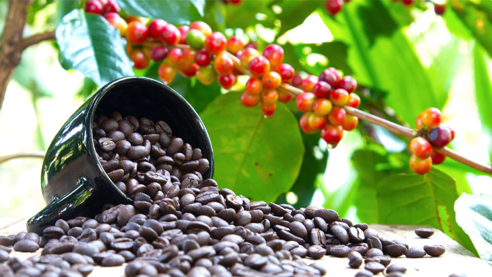 Arabica coffee